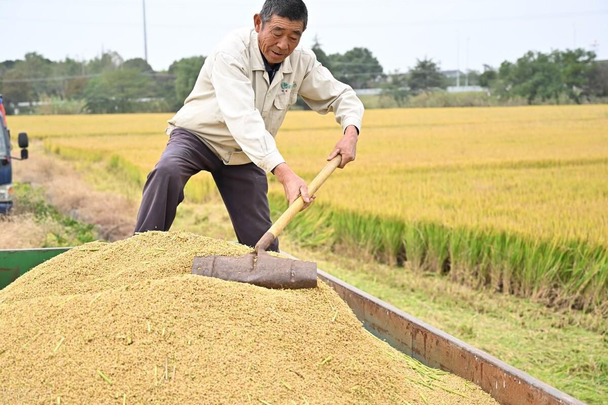 安徽花生米最新价格揭秘,带你洞悉花生市场最新动态!