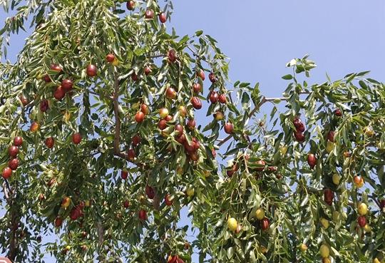 瑶海区枣树王蓬勃发展,绿色产业的最新动态与引领之路