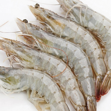 活虾最新鲜储存方法指南