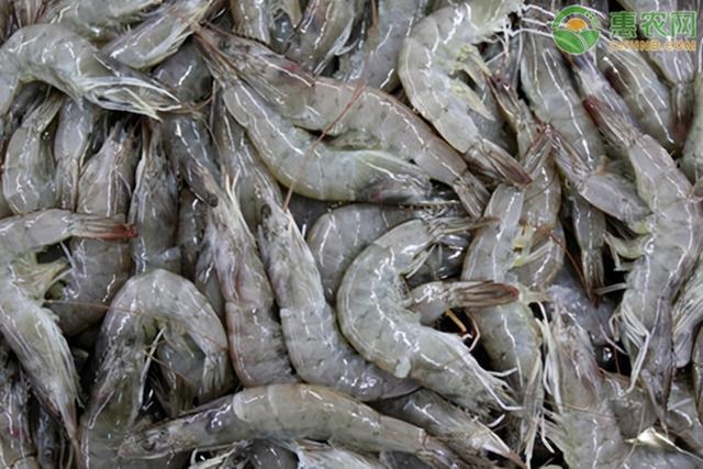 活虾最新鲜储存方法指南