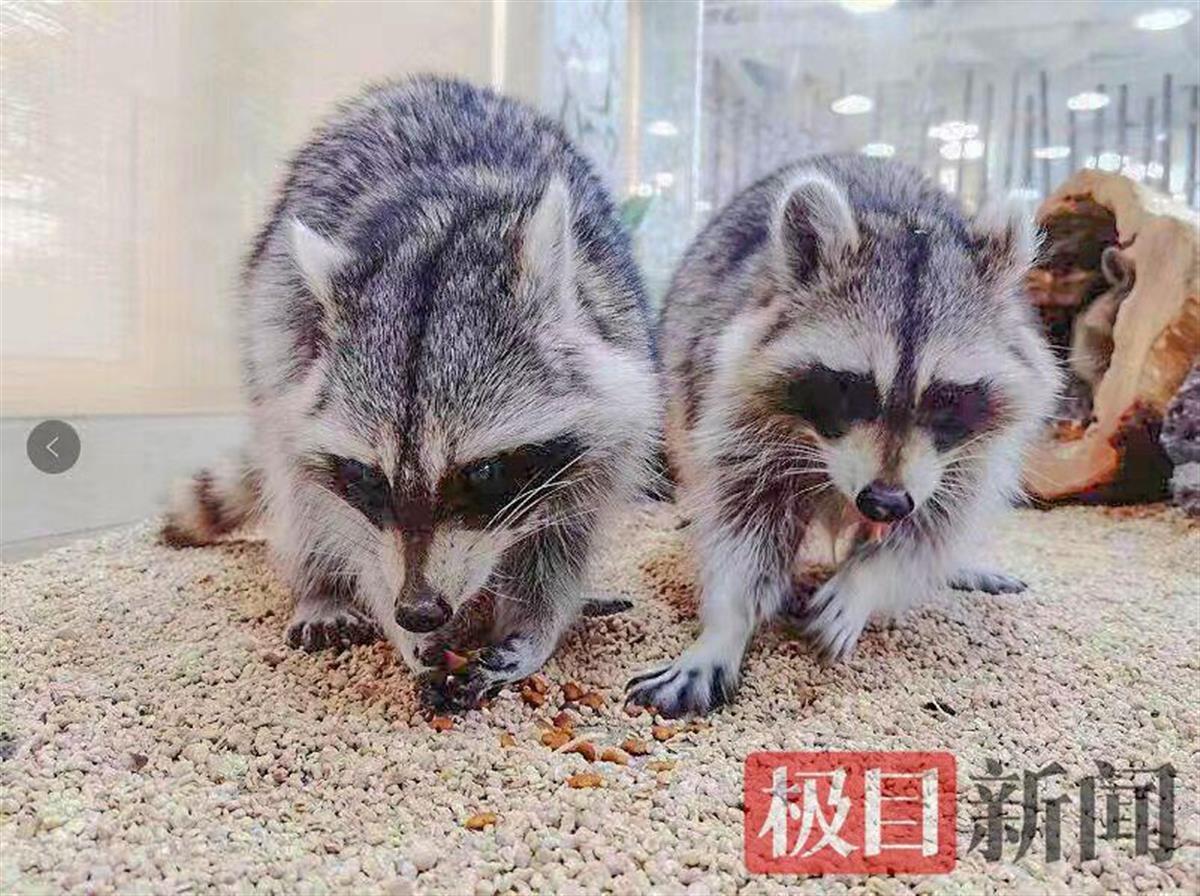 武汉四胞胎萌宝成长足迹最新视频公开!