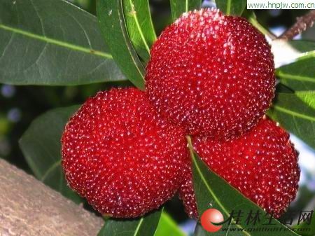 杨梅新品种揭秘,巷弄深处的杨梅乐园介绍