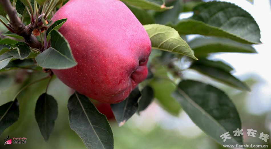 花牛苹果成熟时间与友谊的甜美果实