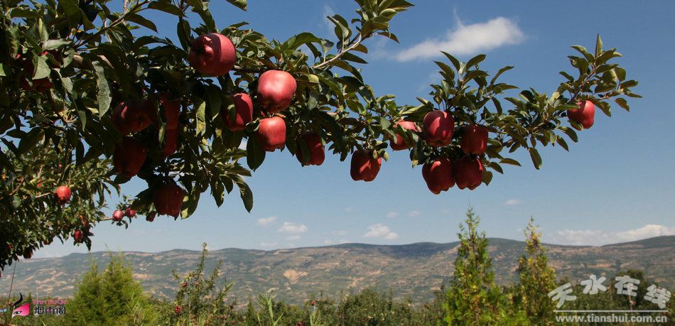 花牛苹果成熟时间与友谊的甜美果实