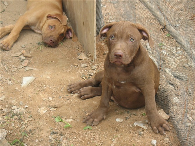 比特犬行情，高科技犬界新星引领智能生活新体验