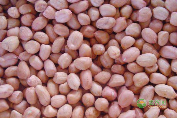 今日花生价格行情及动态更新