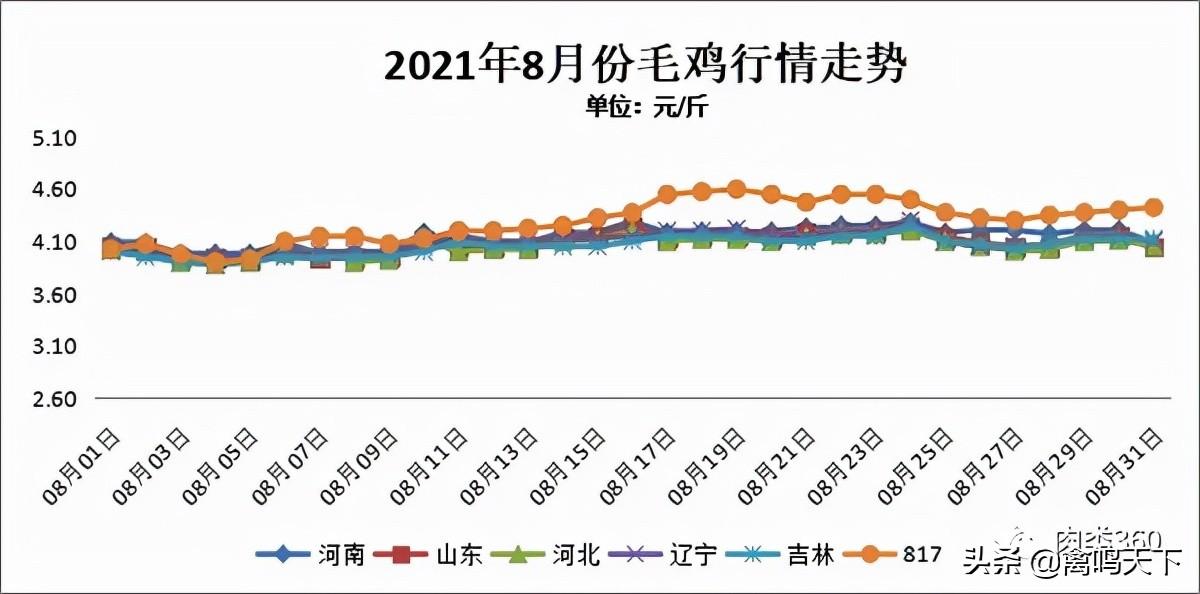 肉鸡行情网，掌握最新动态，洞悉行业趋势