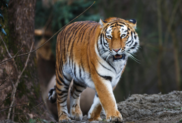 金虎最新观点分析与阐述