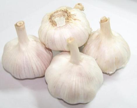 大蒜110网最新价格
