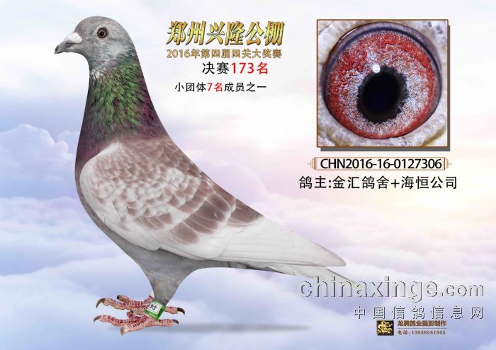 郑州兴隆公棚最新公告揭秘，赛事更新、规则调整及未来展望展望