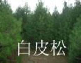 最新沙地柏求购信息，科技与自然融合的高科技产品介绍