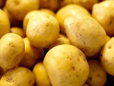 广东土豆最新行情揭秘，价格走势与小巷深处的土豆魅力
