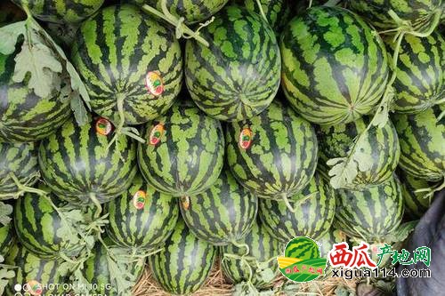 保定西瓜价格行情揭秘，温情故事背后的真实价格