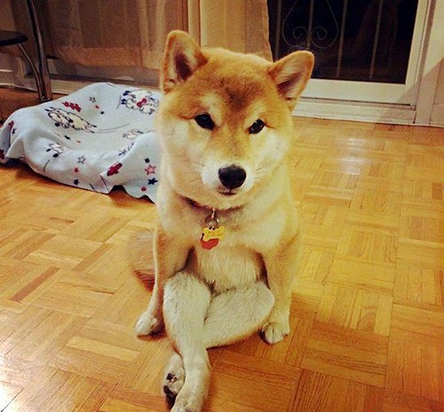 柴犬最新动态与时代回顾，背景、事件与地位深度解析