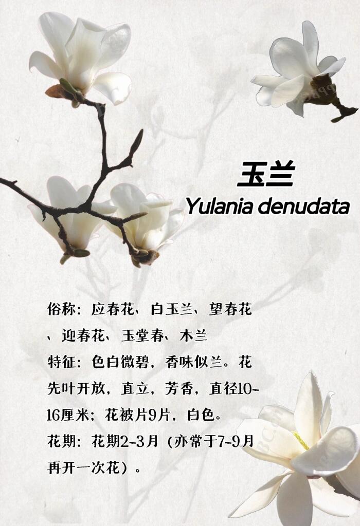 最新玉芝兰，与自然美景的邂逅与内心平和之旅